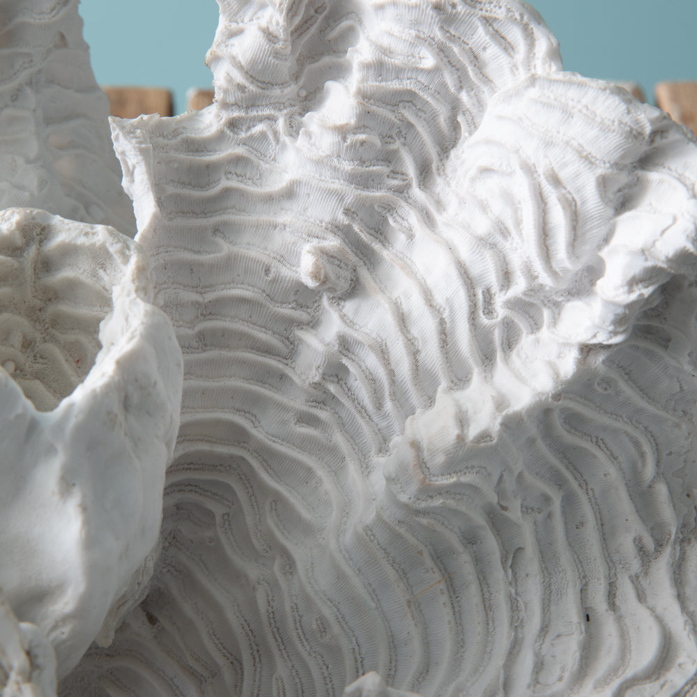 White Coral Reef Coastal Decor