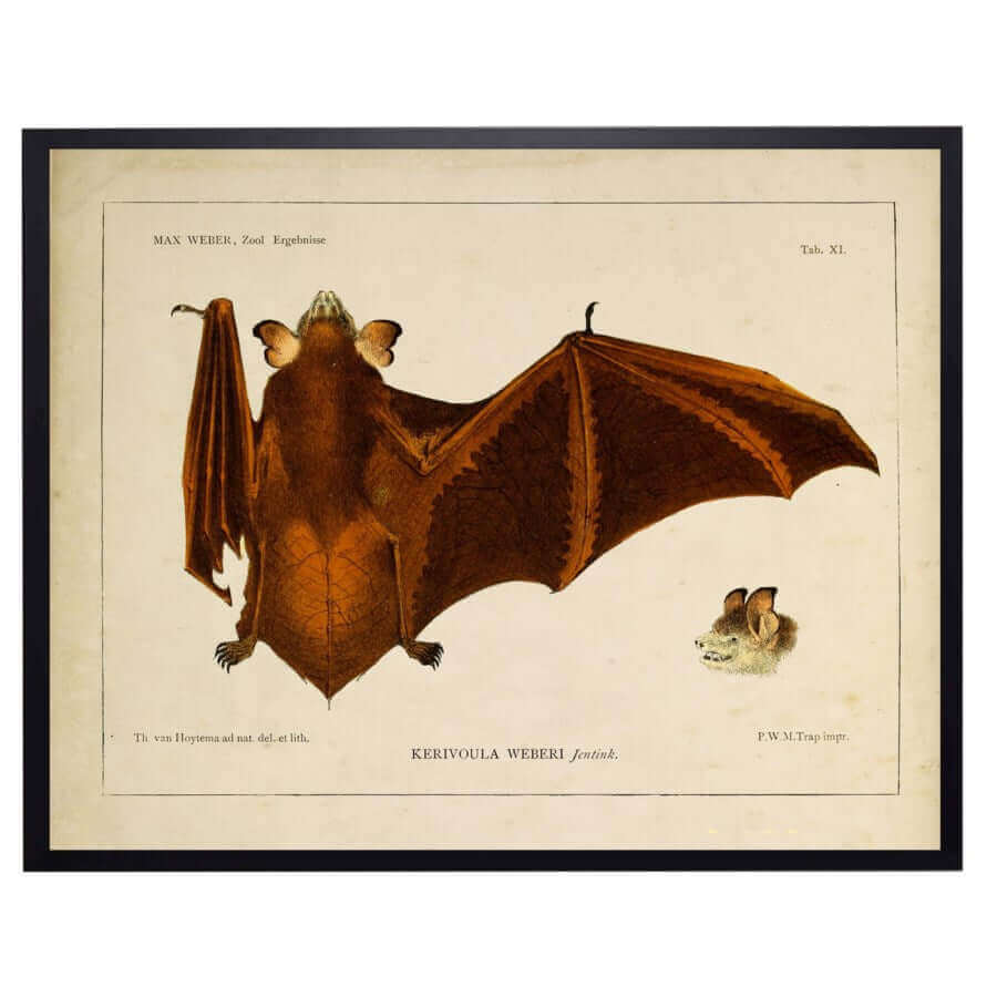 Antique Book Bat Illustration in Black Shadowbox Frame