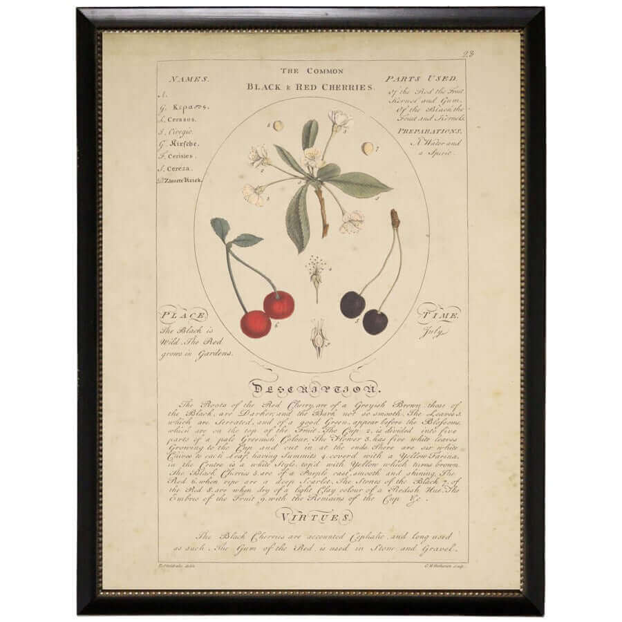 Black and Red Cherries Botanical Study Vintage Bookplate Print in Black Beaded Frame