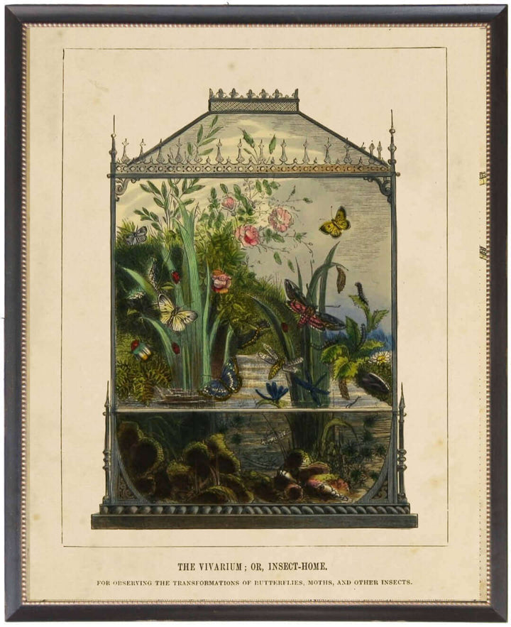 Butterfly Vivarium Vintage Bookplate Print in Black Beaded Frame