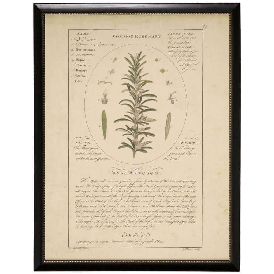 Common Rosemary Vintage Botanical Study Print in Black Beaded Frame