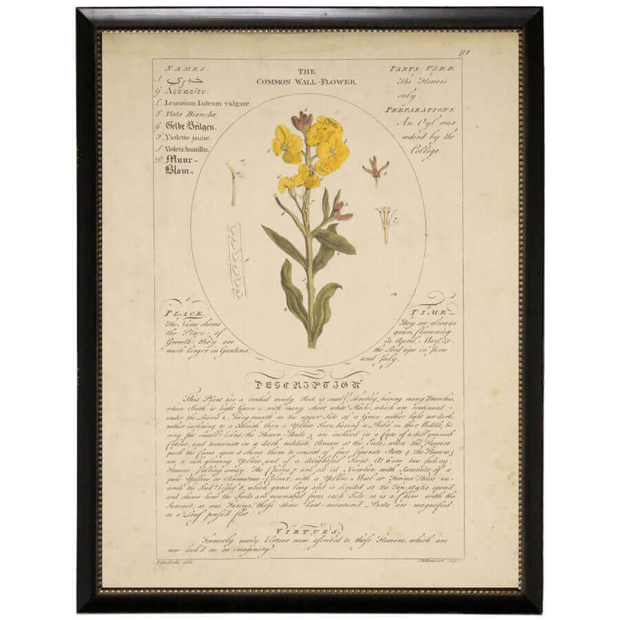 Common Wall Flower Vintage Botanical Study Print in Black Beaded Frame