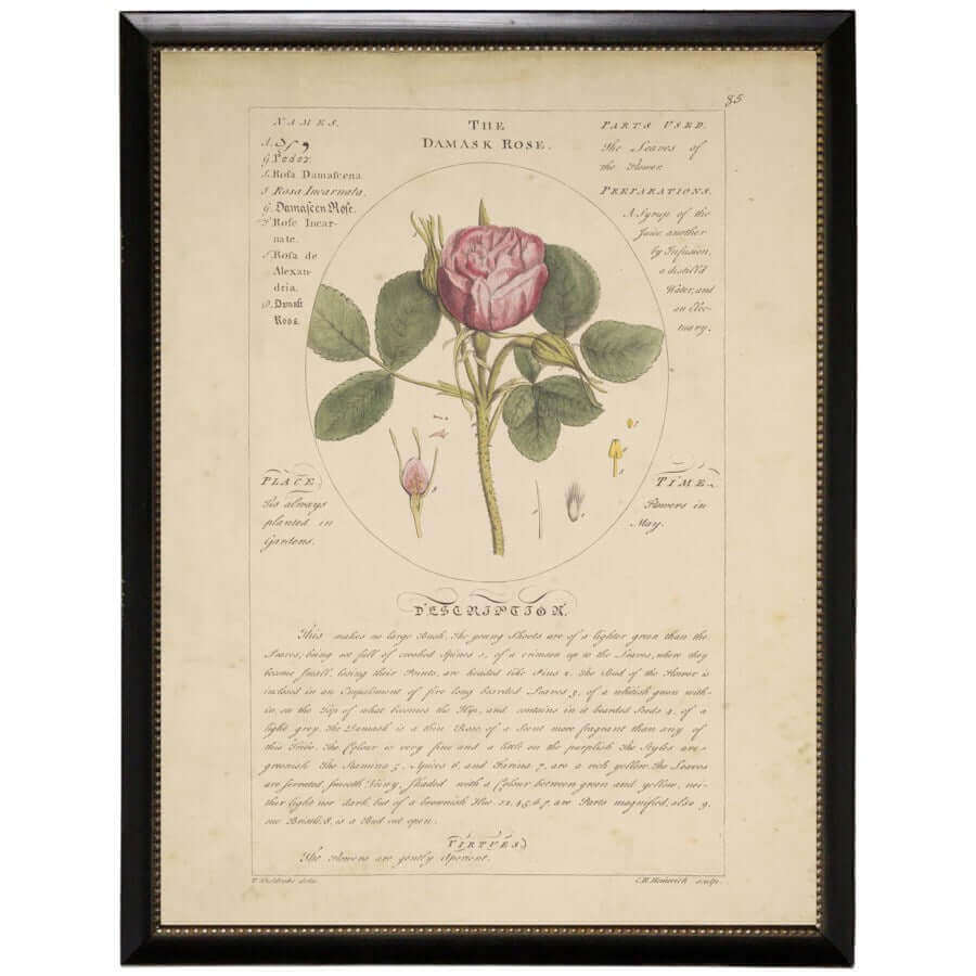 Damask Rose Vintage Botanical Study Print in Black Beaded Frame