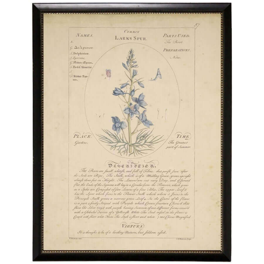 Larkspur Vintage Botanical Study Print in Black Beaded Frame