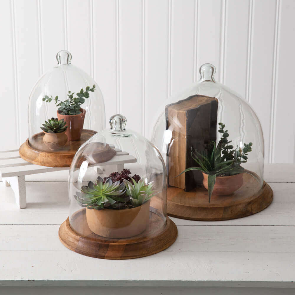 Medium Glass Cloche with Wooden Base