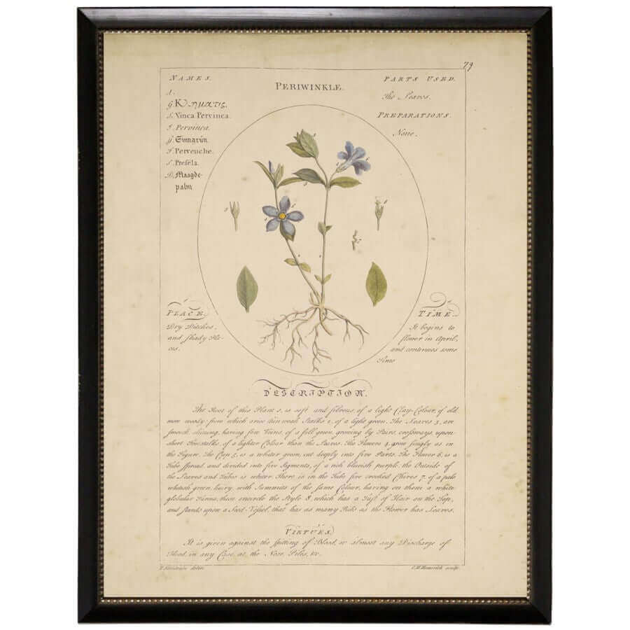 Periwinkle Flower Vintage Botanical Study Print in Black Beaded Frame