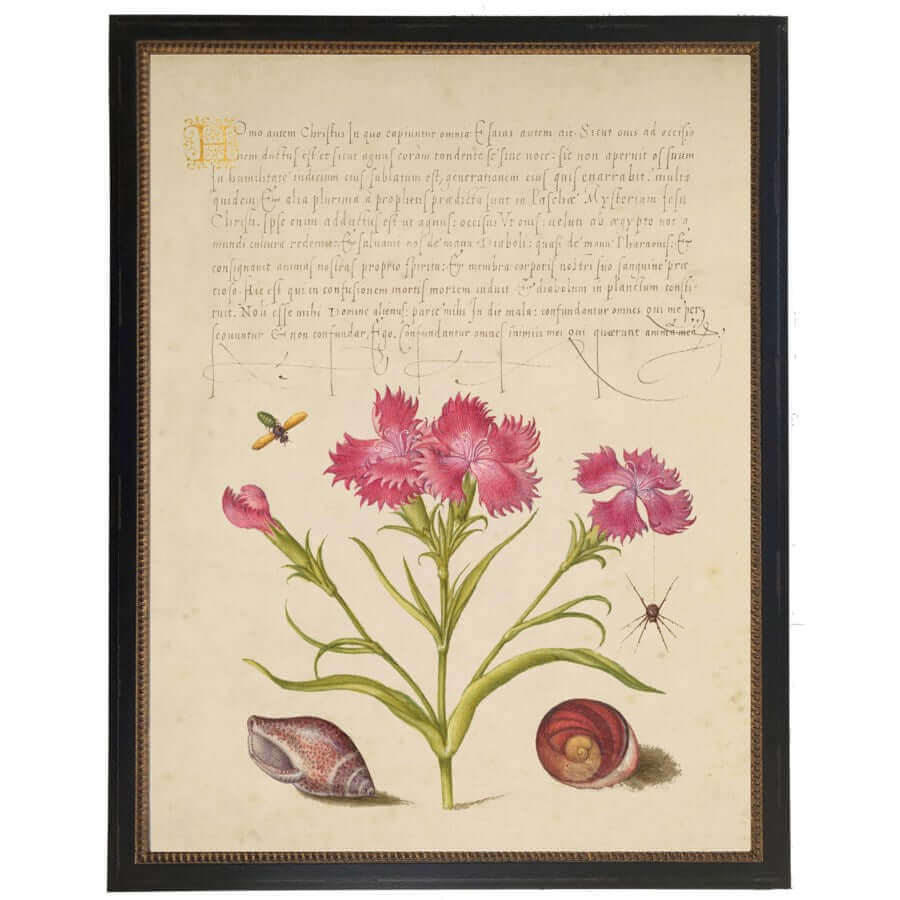 Pink Flowers and Calligraphy 1500s Bookplate Reproduction Print in Black Beaded Frame