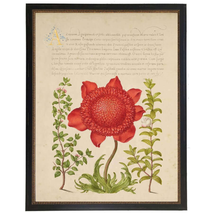 Red Flower and Calligraphy 1500s Bookplate Reproduction Print in Black Beaded Frame