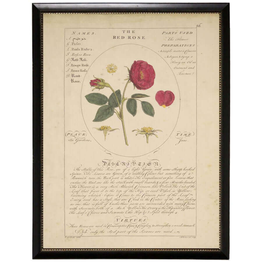 Red Rose Vintage Botanical Study Print in Black Beaded Frame