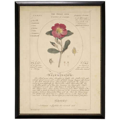 Sweet Gum Rock Rose Botanical Study Print in Black Beaded Frame