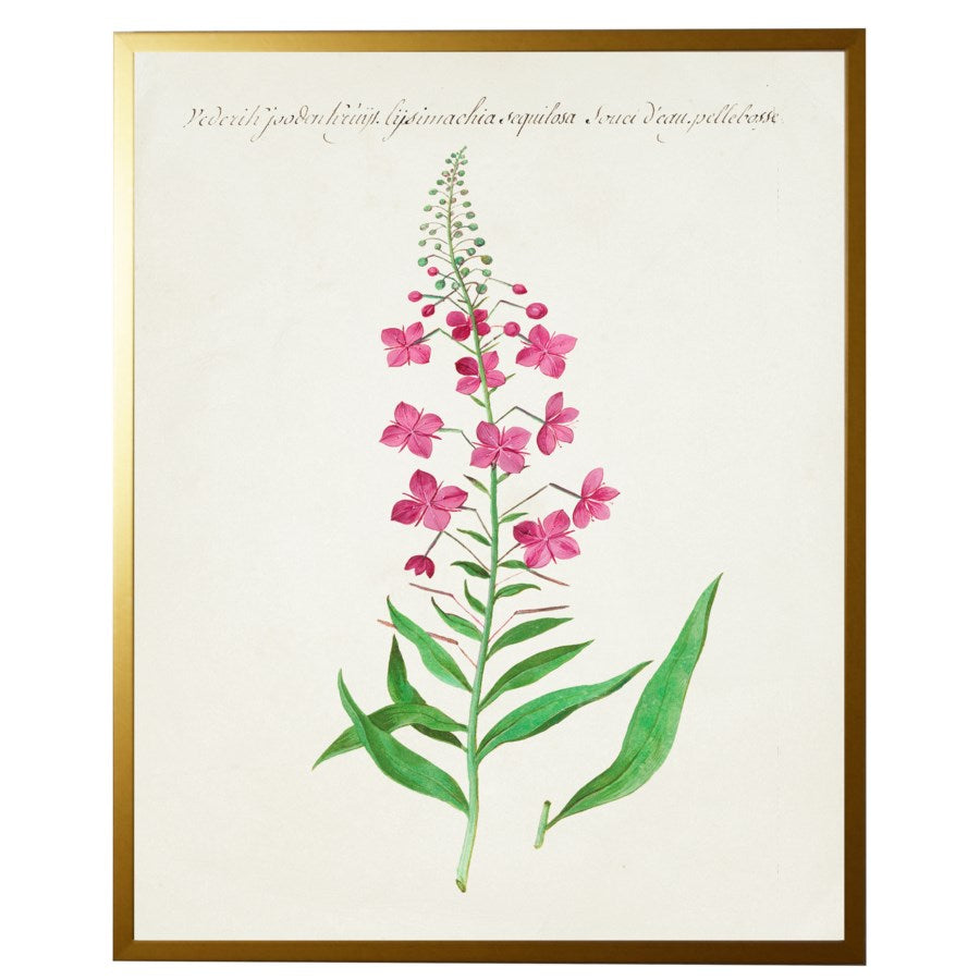 Pink Flowers Vintage Bookplate Reproduction Botanical Print in Gold Shadowbox Frame-Art-Vintage Shopper