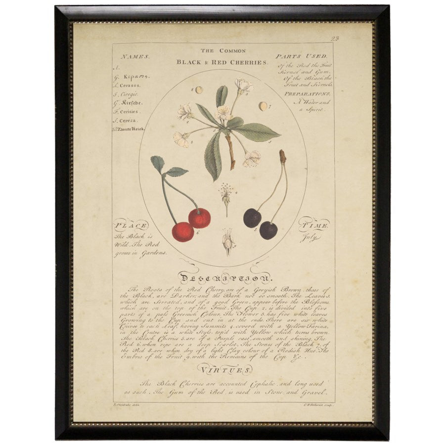 Black and Red Cherries Botanical Study Vintage Bookplate Print in Black Beaded Frame-Art-Vintage Shopper