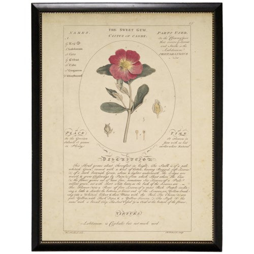 Sweet Gum Rock Rose Botanical Study Print in Black Beaded Frame-Art-Vintage Shopper