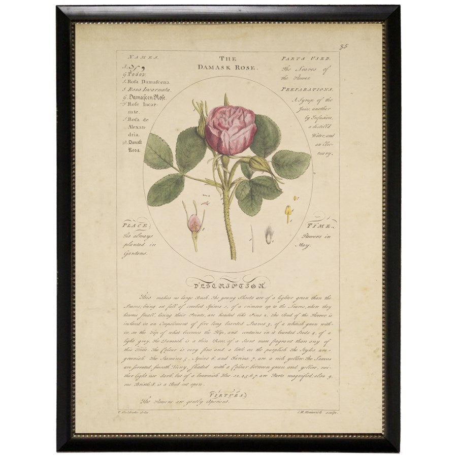 Damask Rose Vintage Botanical Study Print in Black Beaded Frame-Art-Vintage Shopper