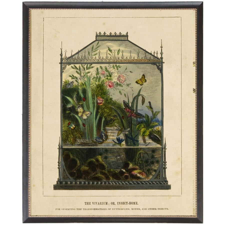 Butterfly Vivarium Vintage Bookplate Print in Black Beaded Frame-Art-Vintage Shopper